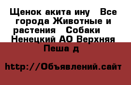 Щенок акита ину - Все города Животные и растения » Собаки   . Ненецкий АО,Верхняя Пеша д.